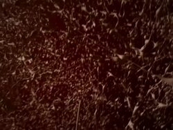 Animated Neuron Field (HD 1080p) Stock Footage