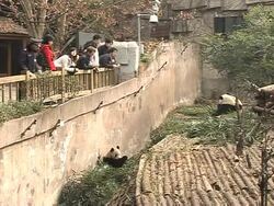 Can its Olympic status help save the giant panda? News Clip