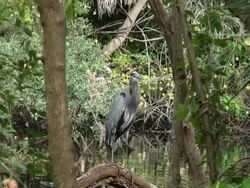 Blue Heron, Ardea herodias, on perch over the Hillsborough River Stock Footage
