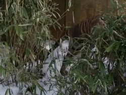 Animals At Washington's National Zoo Enjoy The Winter Weather Stock Footage