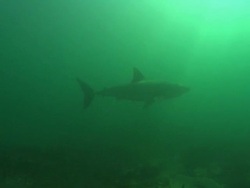 White shark, South Africa, Gansbaai  Stock Footage