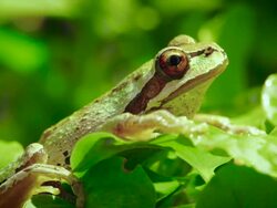 Pacific Tree frog sitting on branch Stock Footage