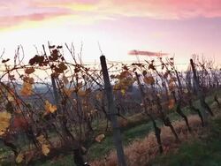 HD DOLLY: Vineyard Rows At Sunset Stock Footage