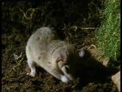 MCU Female Grey short-tailed Opossum sniffing about, foraging Stock Footage