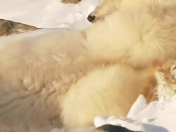 MS SLO MO Two Polar bears playing and fighting with each other  / Churchill, Manitoba, Canada Stock Footage