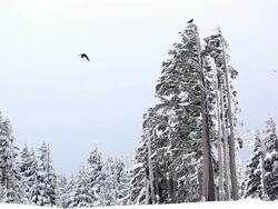 Tree in winter. Stock Footage
