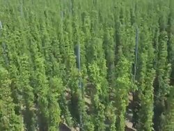 Hop Field in Summer Aerial Flyover Shot Stock Footage