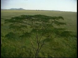 Aerial track forward low above nesting vulture in Savannah tree Serengeti, Tanzania Stock Footage
