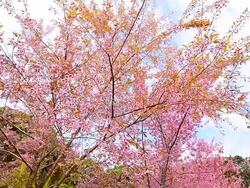 Spring Pink Cherry Blossom Trees Stock Footage