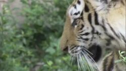 Two tigers romp in their zoo enclosure. Stock Footage