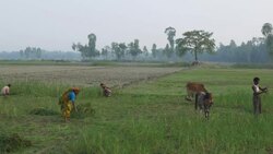 Farmers in rural Bangladesh harvest a failed rice crop that was destroyed my flooding attributed to climate change and contributing to their poverty Stock Footage