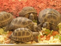 Turtles Stock Footage