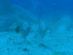 Great hammerhead shark, Sphyrna mokarran, takes bait, Bahamas  Stock Footage