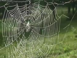 MS Shot of spiderweb with dewdrops / Nittel, Rhineland Palatinate, Germany Stock Footage