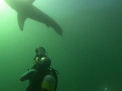 Diver filming White shark,  South Africa, Gansbaai  Stock Footage
