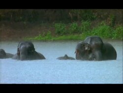 Elephants (Elephas maximus) bathing in pool in rain, Nagarahole, Southern India Stock Footage