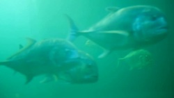 Sea fish Stock Footage