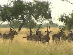 Gemsbok Antelope - Oryx_Antilopen Stock Footage