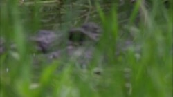 An alligator in a Florida swamp peers through seagrass. Stock Footage