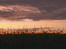 HD DOLLY: Corn Field At Sunset Stock Footage