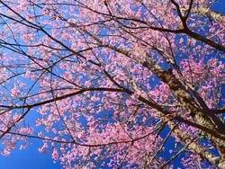 Dolly Shot: Spring Pink Cherry Blossoms with Blue Sky Backgrounds Stock Footage