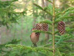 Chaffinch Looking for Seeds in Spruce Cones Stock Footage