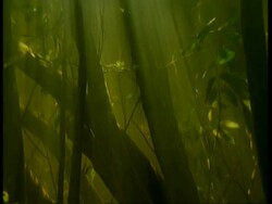 MS Tilt up, Murky underwater view of flooded vegetation, South America Stock Footage