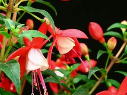 Fuchsia erige blooming HD Stock Footage