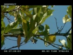 MCU Boomslang snake in tree, pan head to tail Stock Footage