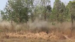 Moving of dust from Car racing in the forest Stock Footage