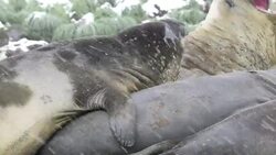 Large bull Southern Elephant Seal; Mirounga leonina, at Gold Harbour, South Georgia, Antarctica, in a King Penguin colony. Stock Footage
