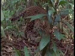 MCU Jaguar walking through undergrowth, to camera, South America Stock Footage