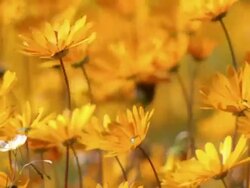 MS Shot of Orange Namaqualand daisies buffeted by the wind / Namaqualand, Northern Cape, South Africa Stock Footage