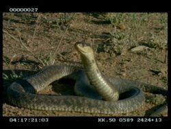 MCU Snouted cobra (aka Egyptian cobra) extending & relaxing its hood Stock Footage