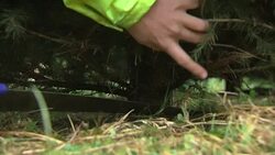 Christmas Tree Farm Worker News Clip