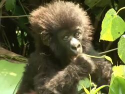 A cub gorilla eating a shrub Stock Footage