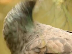 Peacock female portrait Stock Footage