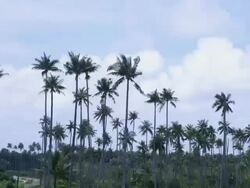 TL WS Palm trees with clouds in background Stock Footage