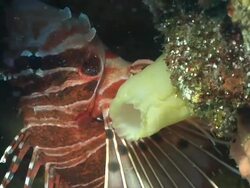 ECU Broad barred fire fish hiding in crevice covered with coral and sponges / Matola, Maputo, Mozambique Stock Footage