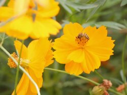 Bee on Yellow Flowers Stock Footage