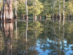 Cypress Grove Stock Footage