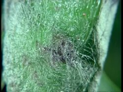 CU Silkworm larvae, Bombyx mori, inside silk cocoon Stock Footage