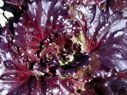 CU Salad plant of lollo bianco / Koblenz, Rhineland-Palatinate, Germany Stock Footage