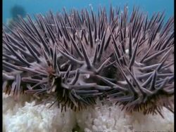 Crown of Thorns Starfish (Acanthaster planci) CU spiny arms & body, Great Barrier Reef Stock Footage