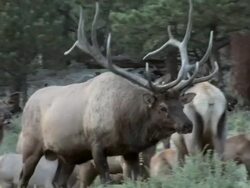MS TS Shot of large bull elk moving through harem of cows during rut while bugling AUDIO / Estes Park, Colorado, United States Stock Footage