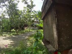 CU Bees flying into and around bee hive  / Vietnam Stock Footage