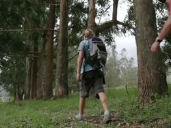 MS Travelers walking near by row of large trees / Salento, Quindio, Colombia Stock Footage