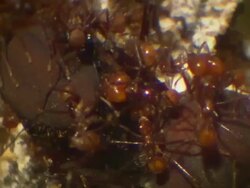 Close Up hand,held , Ants tend to the large queen ant. / Madison, Wisconsin, USA Stock Footage
