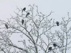 WS View of birds perching on tree during winter / Stowe, Vermont, USA Stock Footage