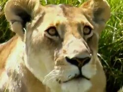 MS, ZI, CU, Lioness (Panthera Leo) lying in tall grass, Masai Mara Game Reserve, Rift Valley, Kenya Stock Footage